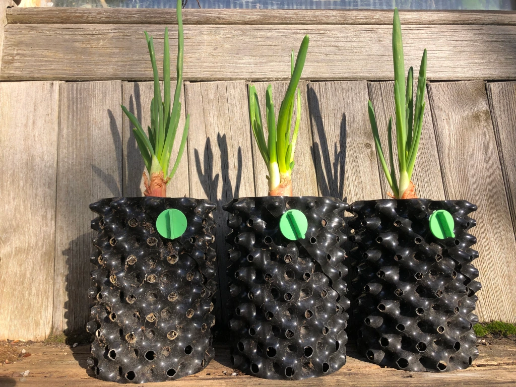 Air Pruning Pots - The Weird Planter That Every Gardener Needs To Try